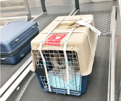 丰台宠物托运 宠物托运公司 机场宠物托运 宠物空运
